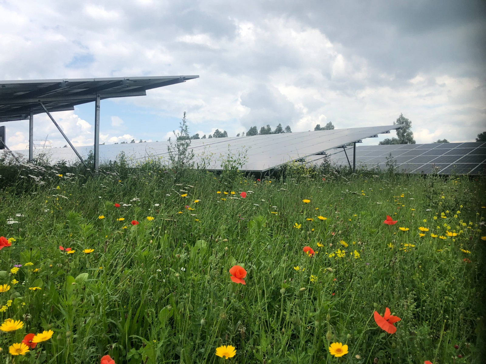 Zonnepark Kijfhoek: duurzame energie en meer natuur